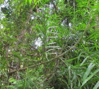 រូបលេខ២០