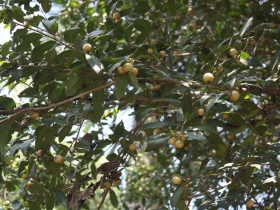 រូបលេខ១