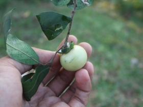 រូបលេខ២