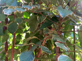 រូបលេខ១