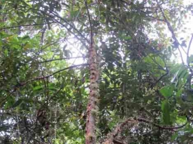 រូបលេខ១