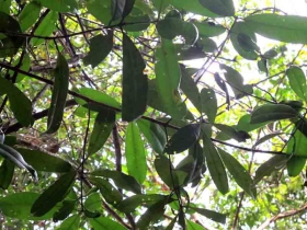 រូបលេខ៣