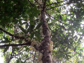 រូបលេខ៤