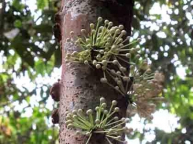 រូបលេខ៦