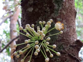 រូបលេខ៧
